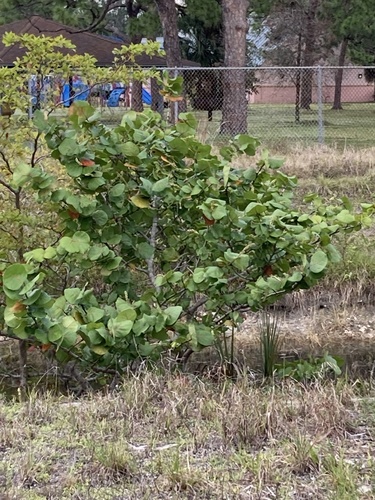 Seagrape (Coccoloba uvifera)