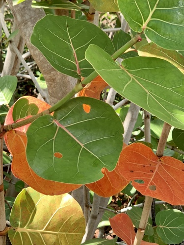 Seagrape (Coccoloba uvifera)
