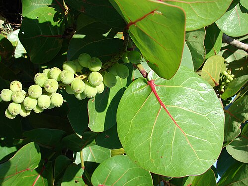 Seagrape: Coccoloba uvifera (fruit and leaves). Location: Midway Atoll, water catchment, Sand Island