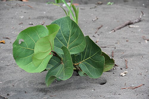 Seagrape: Coccoloba uvifera