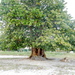 Seagrape (Coccoloba uvifera)