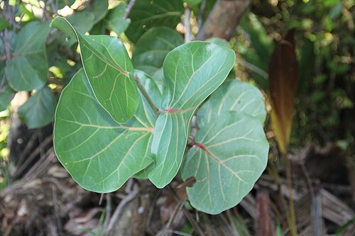 Seagrape: Coccoloba uvifera