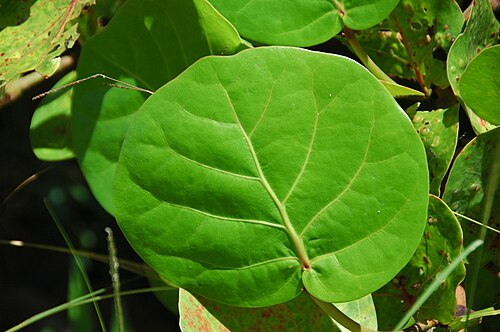 Seagrape: Coccoloba uvifera (Linnaeus, 1753) - sea grape in the Bahamas. Plants are multicellular, photosynthesizing eucaryotes. Most species occupy terrestrial environme