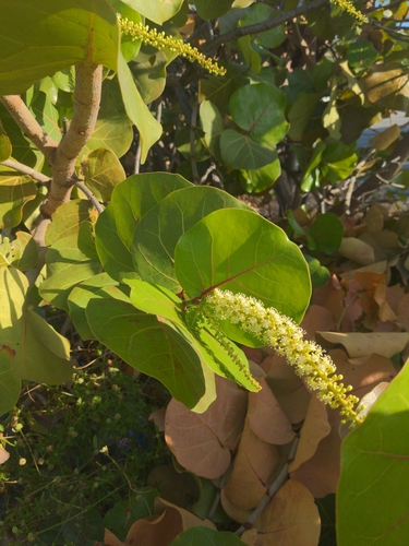 Seagrape (Coccoloba uvifera)