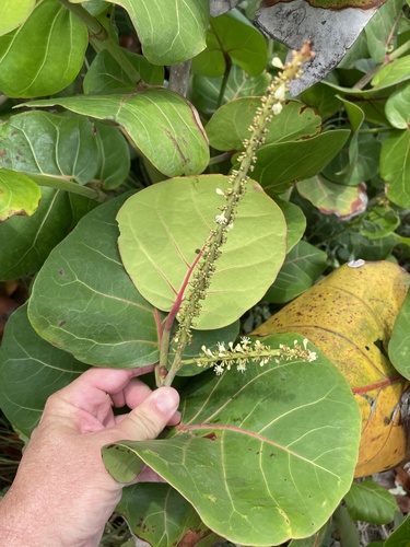 Seagrape (Coccoloba uvifera)