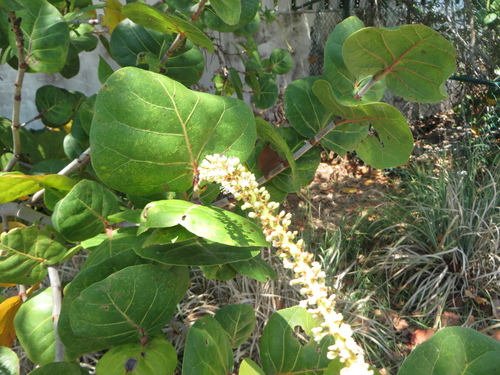 Seagrape (Coccoloba uvifera)