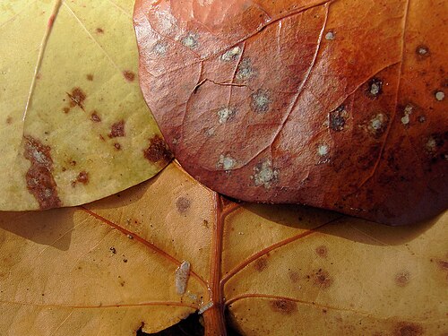 Seagrape: Leaves of Seagrape at Le Gosier, Guadeloupe