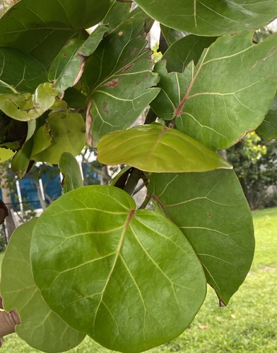 Seagrape (Coccoloba uvifera)