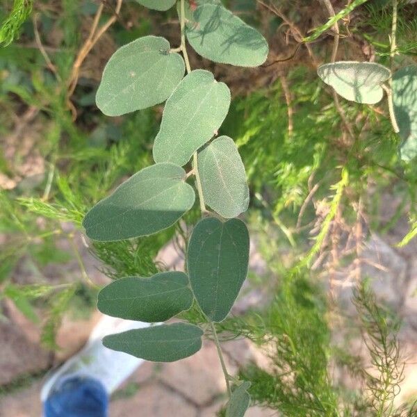 Broom creeper (Cocculus hirsutus)