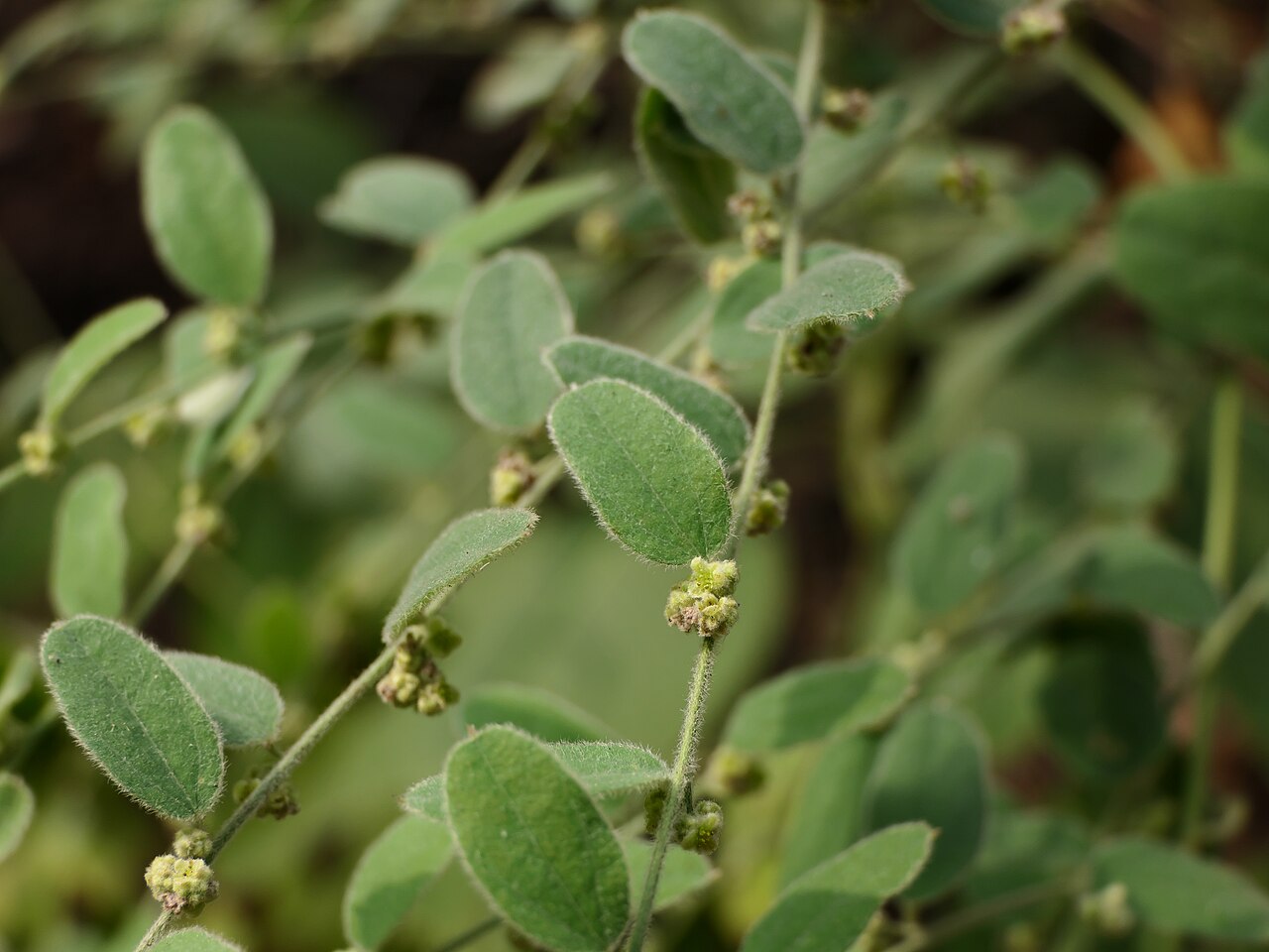 Broom creeper: Cocculus hirsutus (L.) Diels