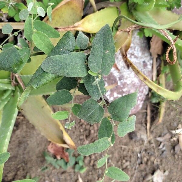 Broom creeper (Cocculus hirsutus)