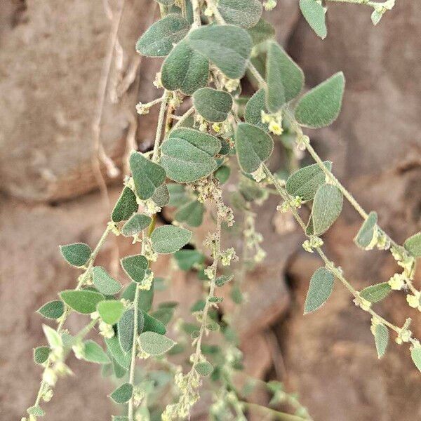 Broom creeper (Cocculus hirsutus)