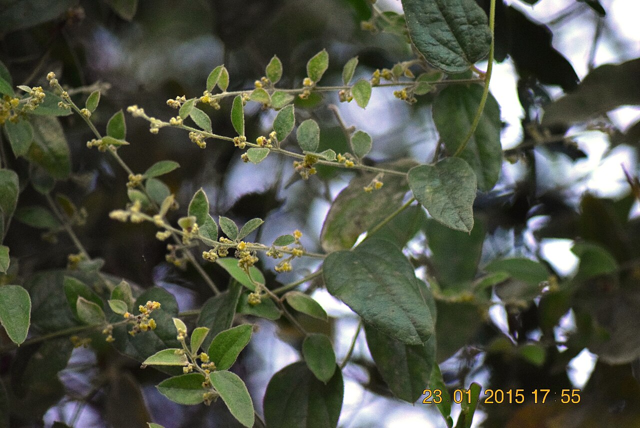 Broom creeper: Cocculus hirsutus