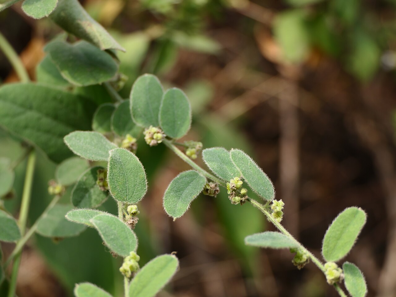 Broom creeper: Cocculus hirsutus (L.) Diels