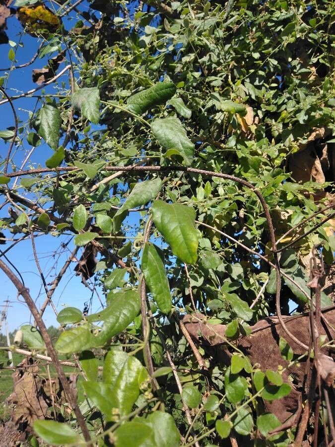 Broom creeper (Cocculus hirsutus)
