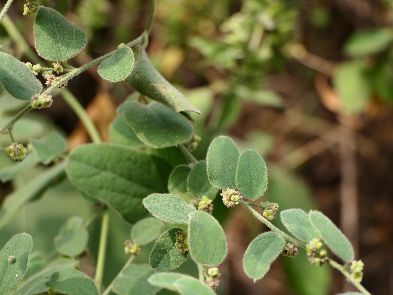 Broom creeper: Cocculus hirsutus (L.) Diels