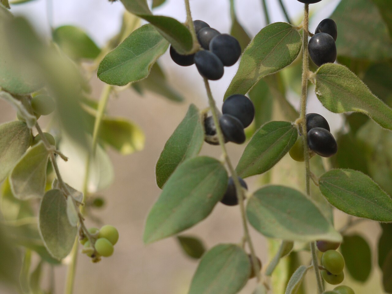 Broom creeper: Menispermaceae (moonseed family) » Cocculus hirsutus KOK-yoo-lus -- from the Greek kokkos (little berry) her-SOO-tus -- hairy commonly known as : broom creeper,