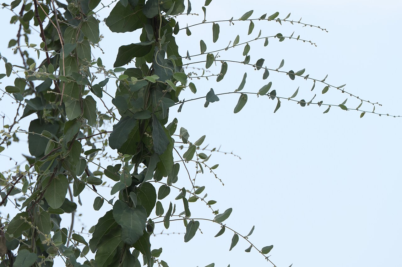 Broom creeper: Lablab purpureus