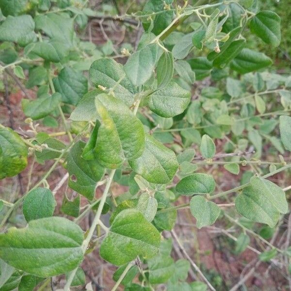 Broom creeper (Cocculus hirsutus)