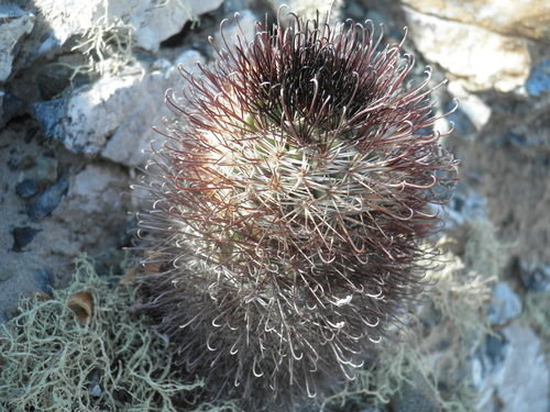 Los Cabos nipple cactus (Cochemiea armillata)