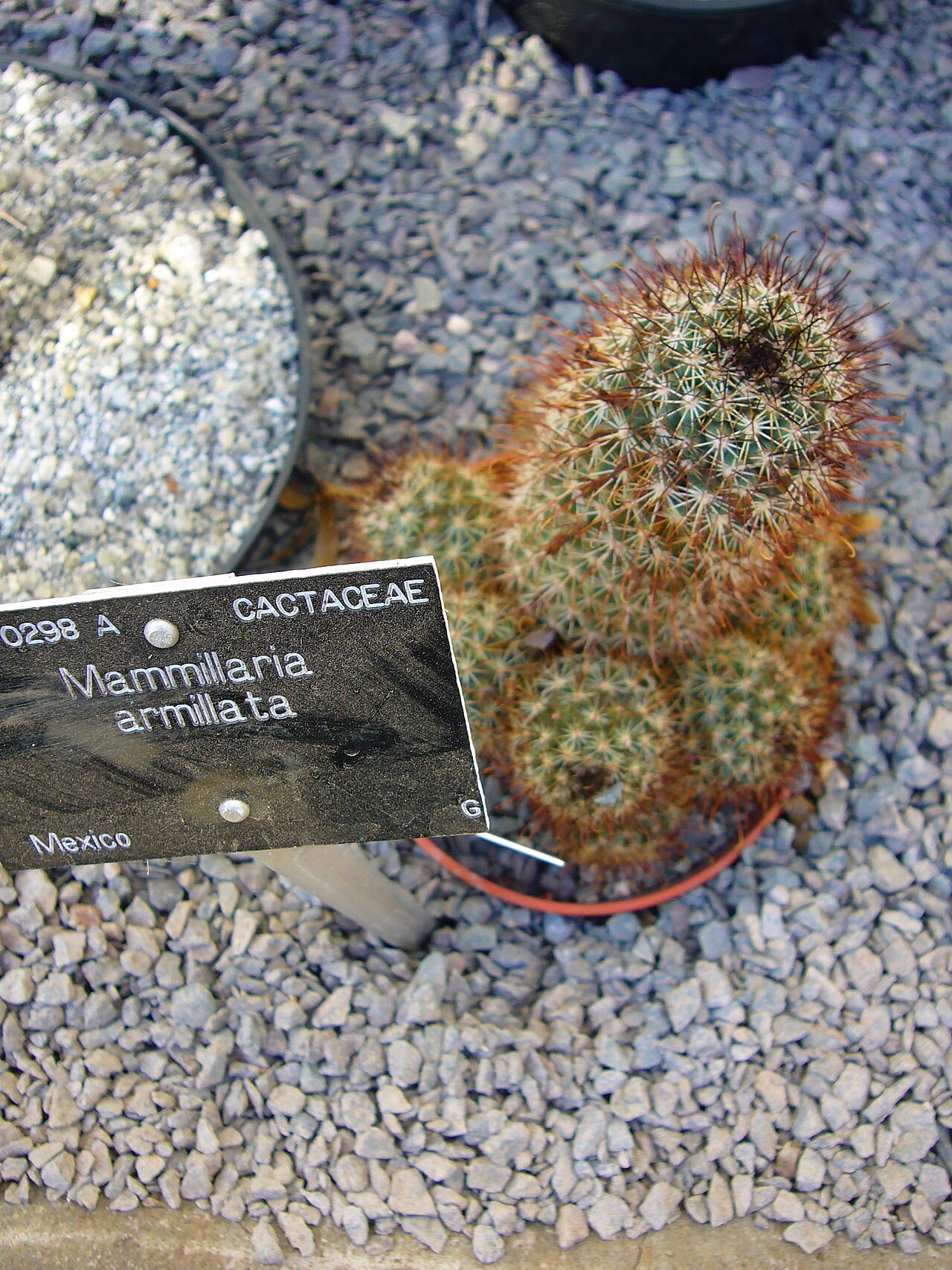 Los Cabos nipple cactus: Mammillaria armillata