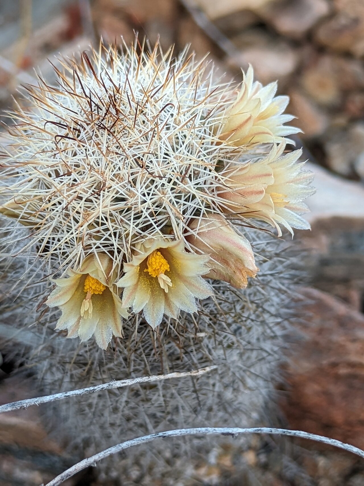 Los Cabos nipple cactus: Los Cabos Nipple Cactus ( Cochemiea armillata ) in Mexico