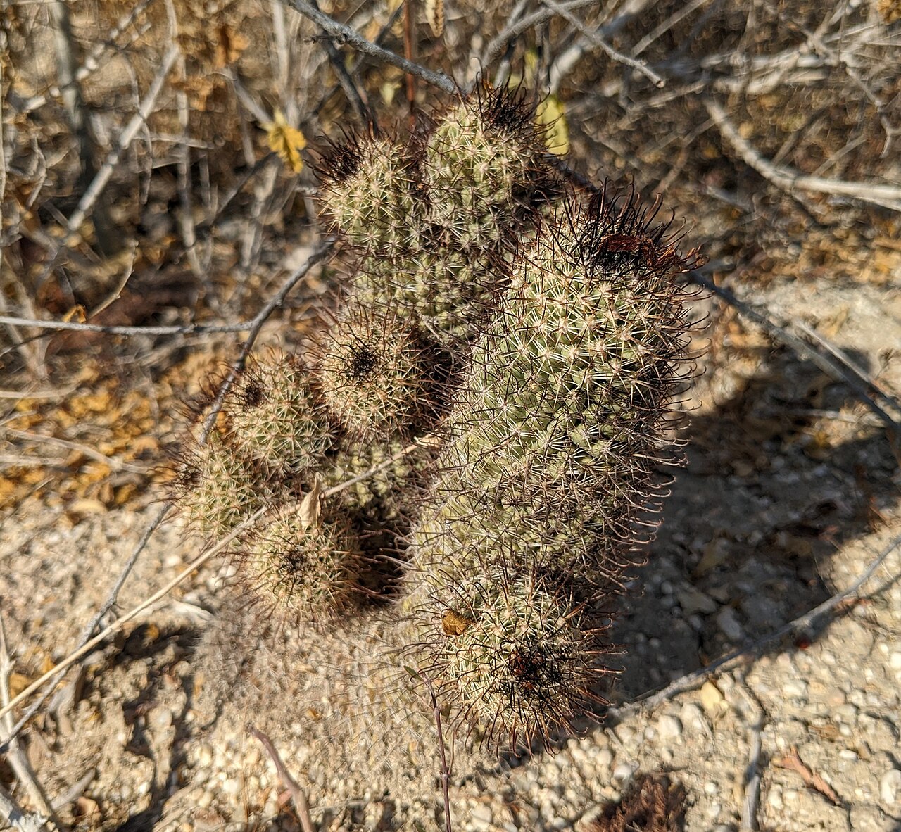 Los Cabos nipple cactus: Los Cabos Nipple Cactus ( Cochemiea armillata ) in Mexico