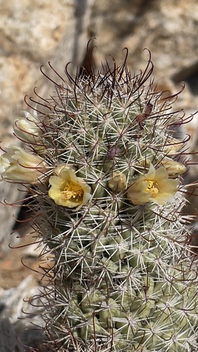 Los Cabos nipple cactus (Cochemiea armillata)