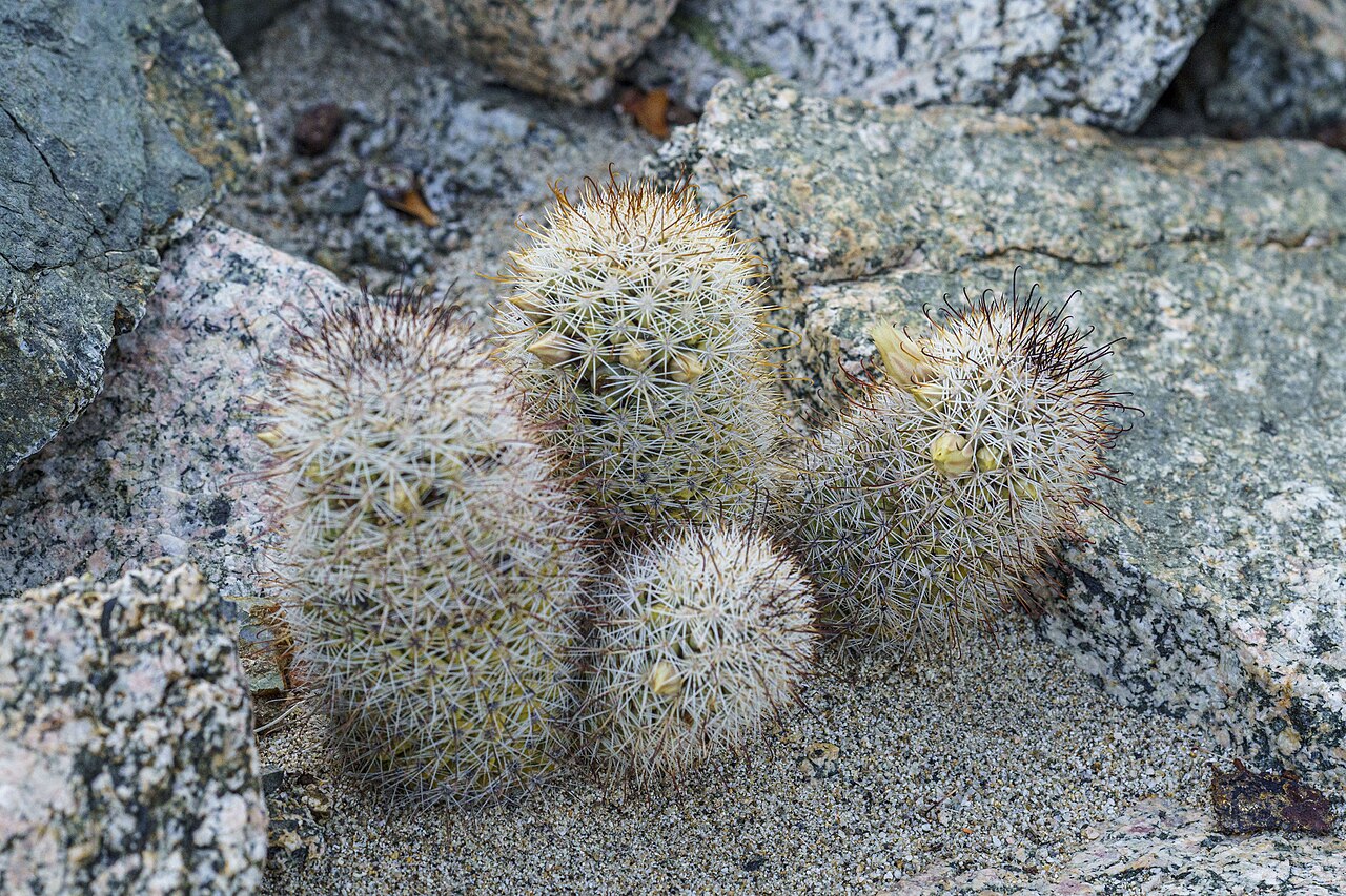 Los Cabos nipple cactus: Los Cabos Nipple Cactus ( Cochemiea armillata ) in Mexico