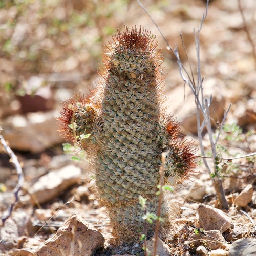Los Cabos nipple cactus (Cochemiea armillata)