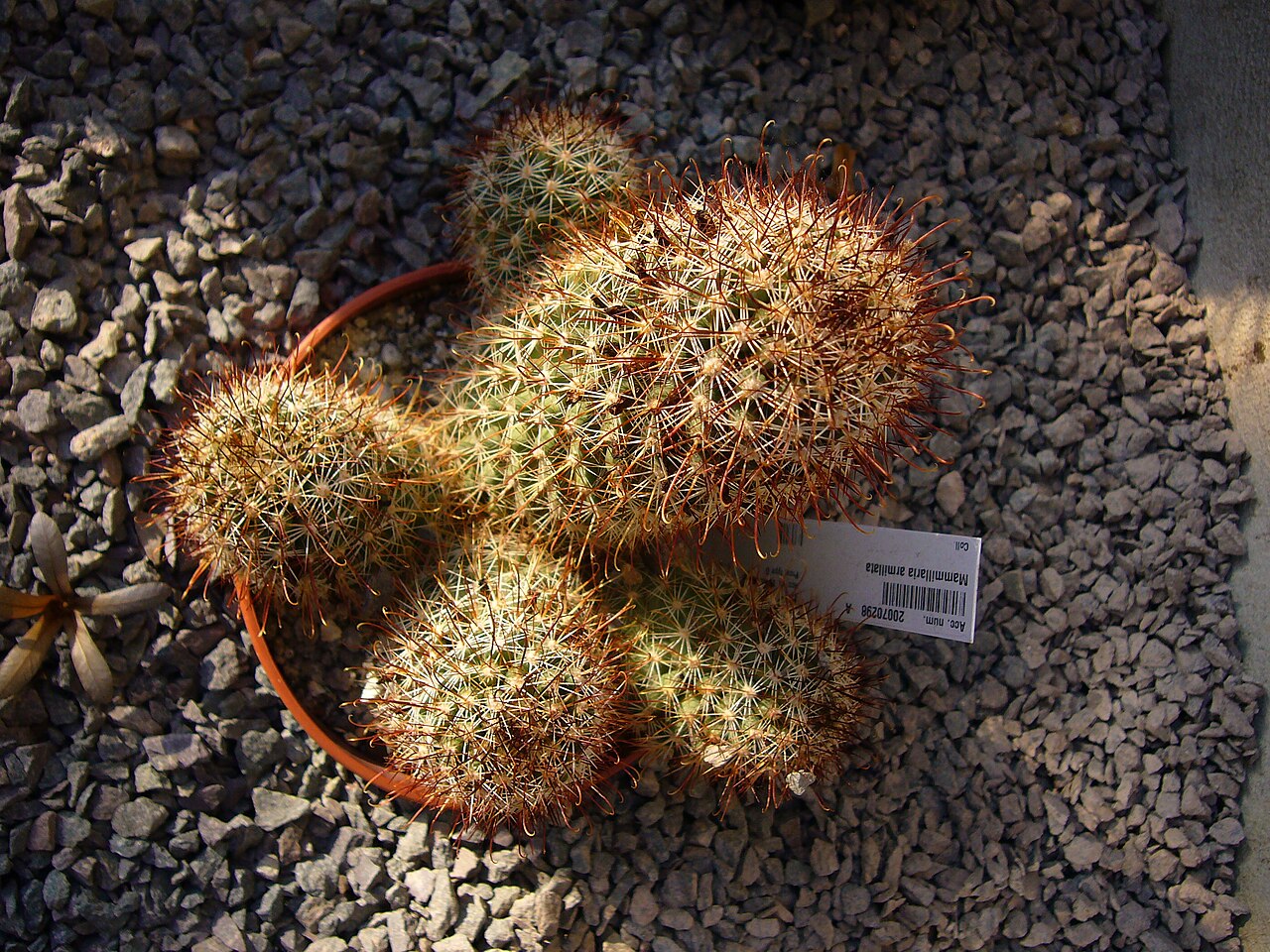 Los Cabos nipple cactus: Mammillaria armillata