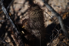 Los Cabos nipple cactus (Cochemiea armillata)