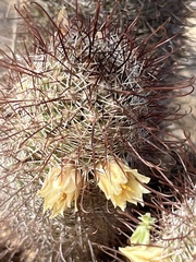 Los Cabos nipple cactus (Cochemiea armillata)