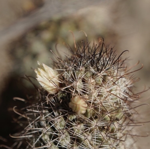 Los Cabos nipple cactus (Cochemiea armillata)