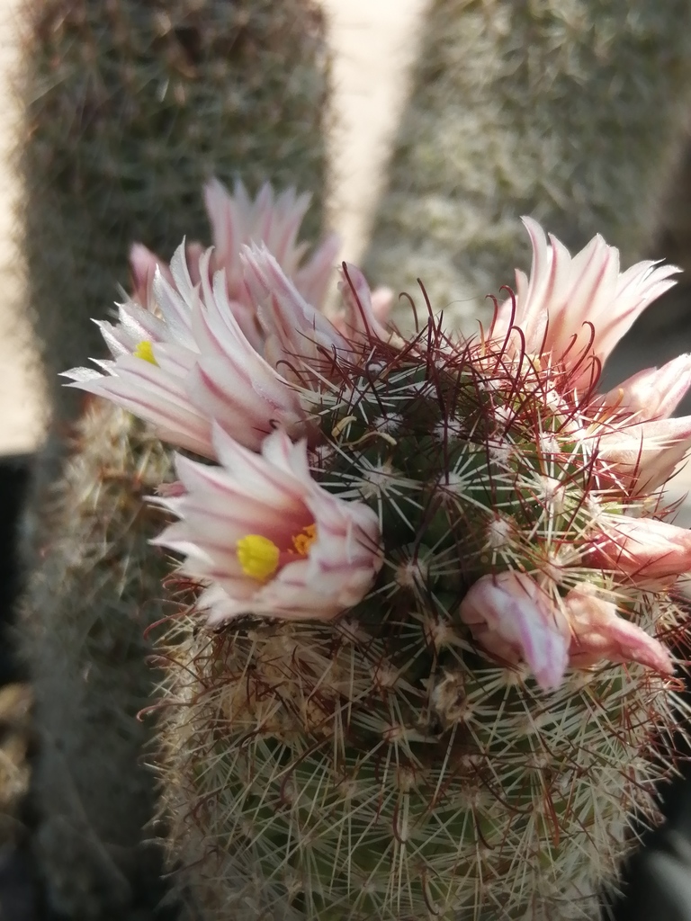 Los Cabos nipple cactus (Cochemiea armillata)