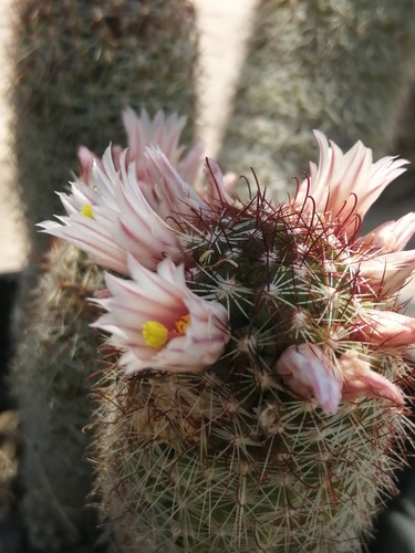 Los Cabos nipple cactus (Cochemiea armillata)