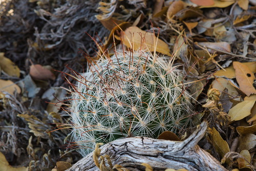 Greenflower nipple cactus (Cochemiea barbata)