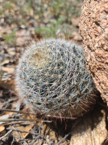 Greenflower nipple cactus (Cochemiea barbata)