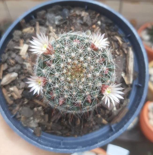 Greenflower nipple cactus: Planta en flor