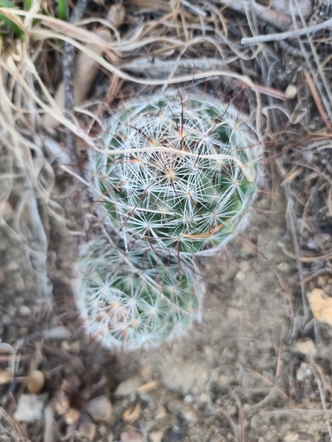 Greenflower nipple cactus (Cochemiea barbata)