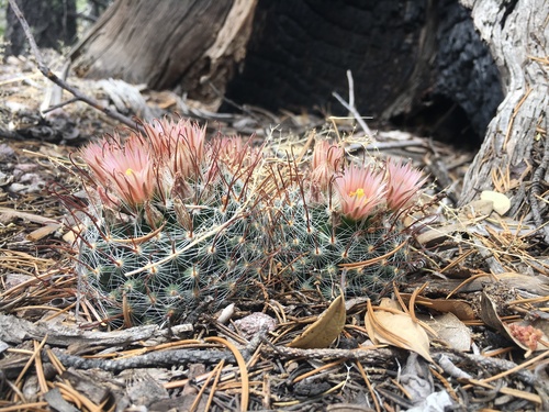 Greenflower nipple cactus (Cochemiea barbata)