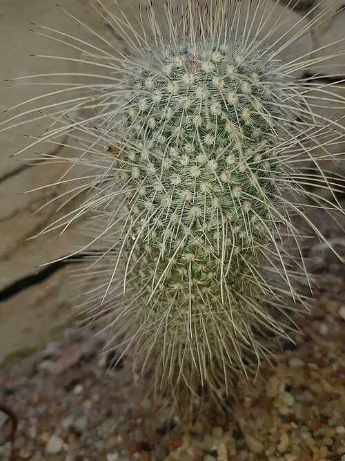 Greenflower nipple cactus: Mammillaria barbata.