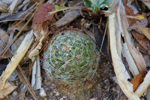 Greenflower nipple cactus (Cochemiea barbata)