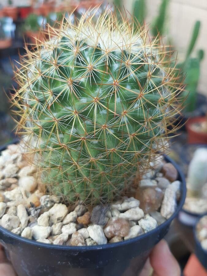 Greenflower nipple cactus: Cultivo en maceta