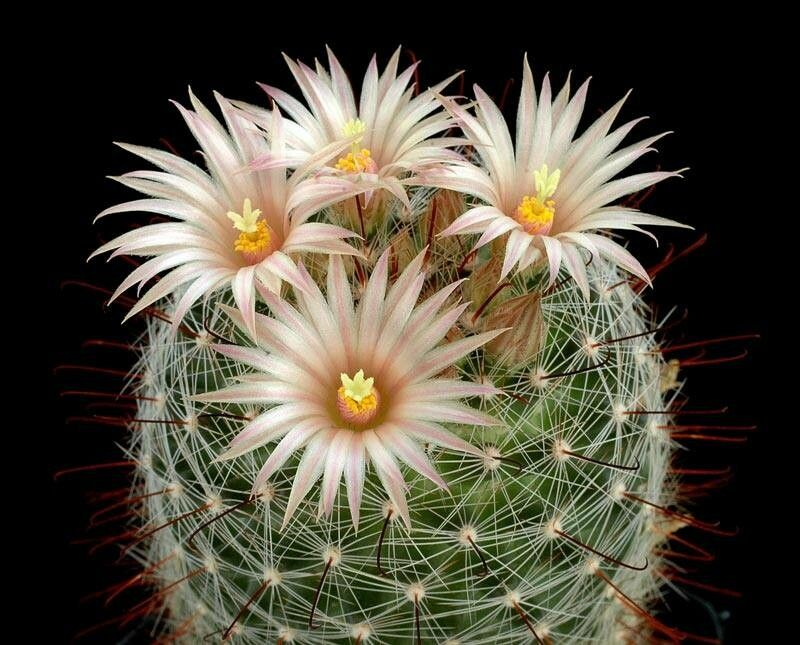 Greenflower nipple cactus: Floración