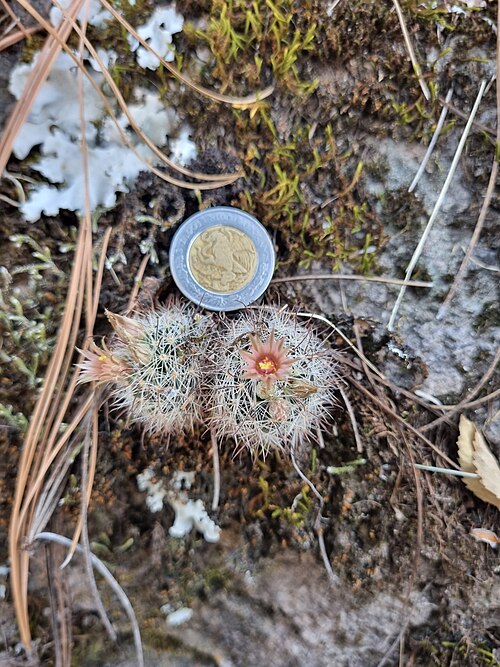 Greenflower nipple cactus: Green-flowered pincushion cactus ( Cochemiea barbata ) in Mexico
