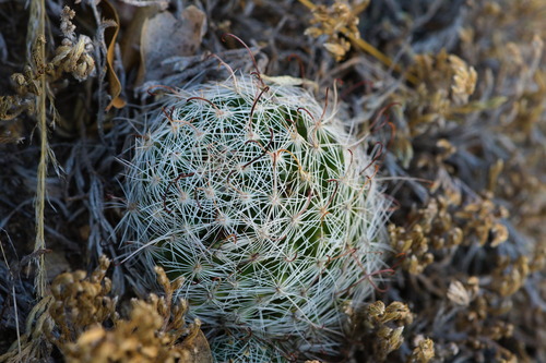 Greenflower nipple cactus (Cochemiea barbata)