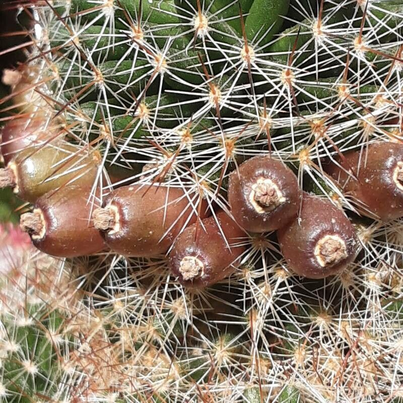 Greenflower nipple cactus: Frutos
