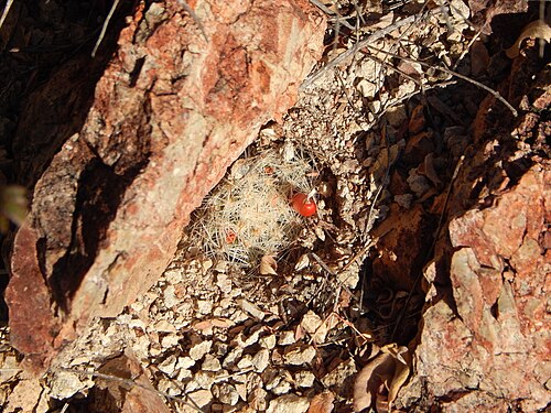 Cochemiea boolii: Cochemiea boolii in Mexico