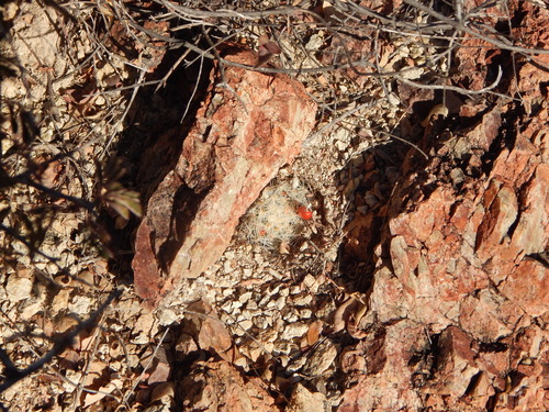 Cochemiea boolii (Cochemiea boolii)